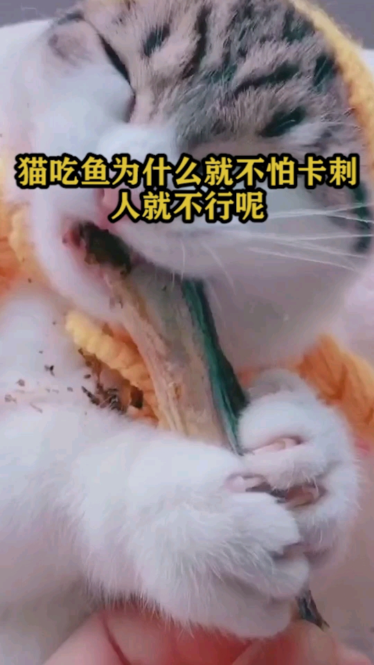 猫吃鱼为什么不怕卡刺,人就不行呢