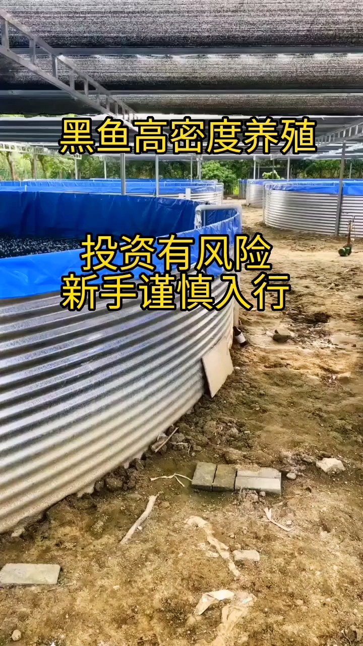 #养鱼#帆布池高密度养殖黑鱼!