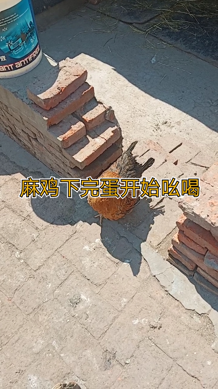 麻鸡下完蛋开始吆喝:咯咯哒我下蛋了,咯咯哒我下蛋了,多么亲切的叫声