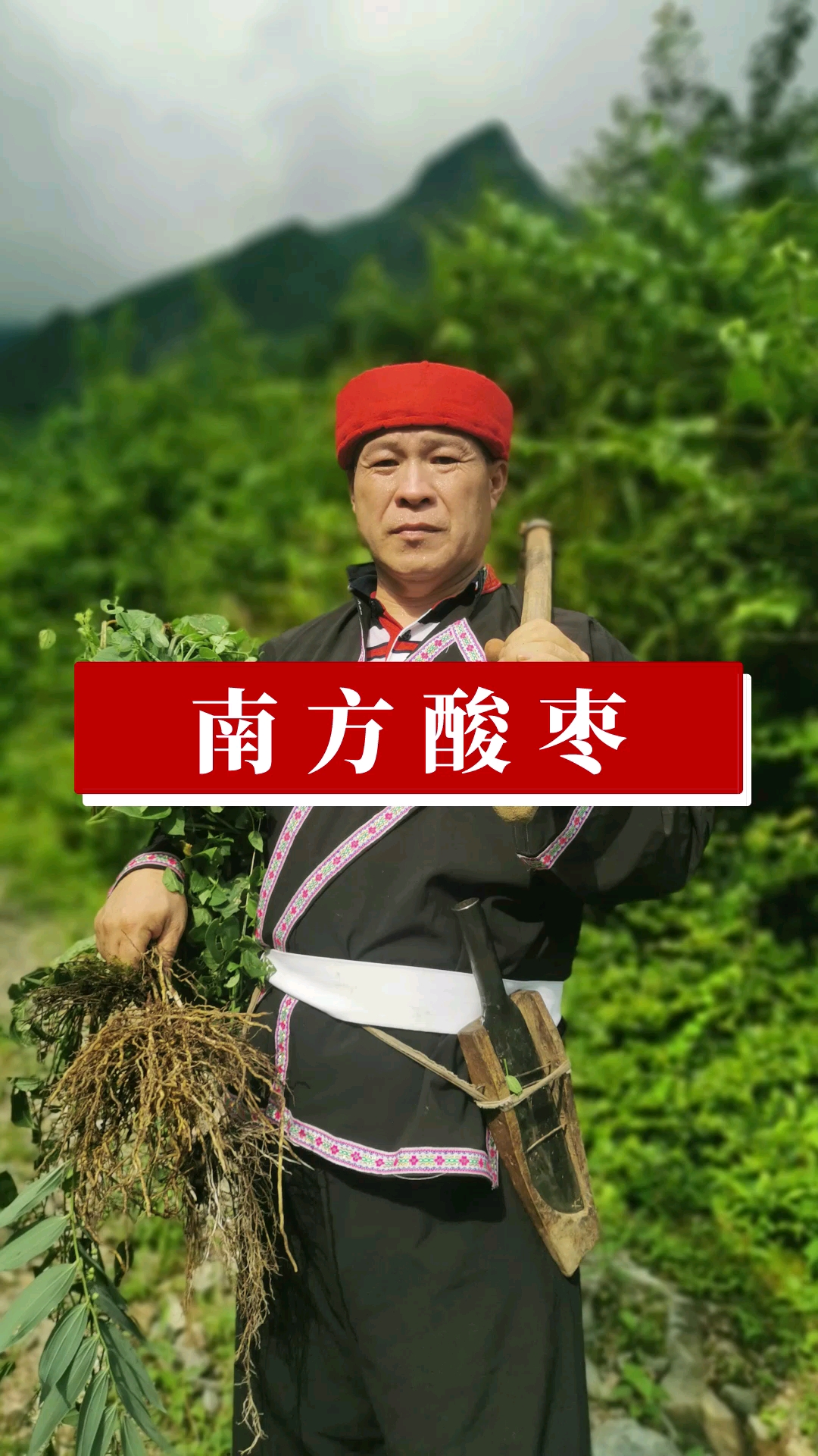 南方的酸枣,可以做酸枣糕,有人误认为是苦楝子