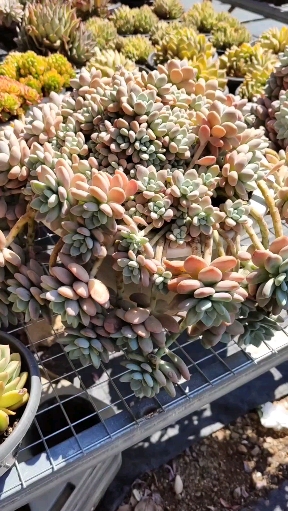 #多肉植物#长江后浪推前浪,后生的洛神美过了桃蛋和劳尔!