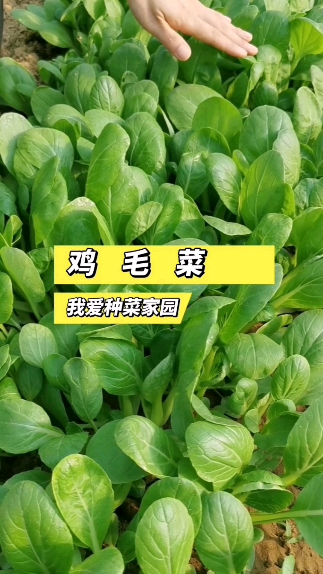 鸡毛菜种植简单,生长快,花盆小院儿都能长得好
