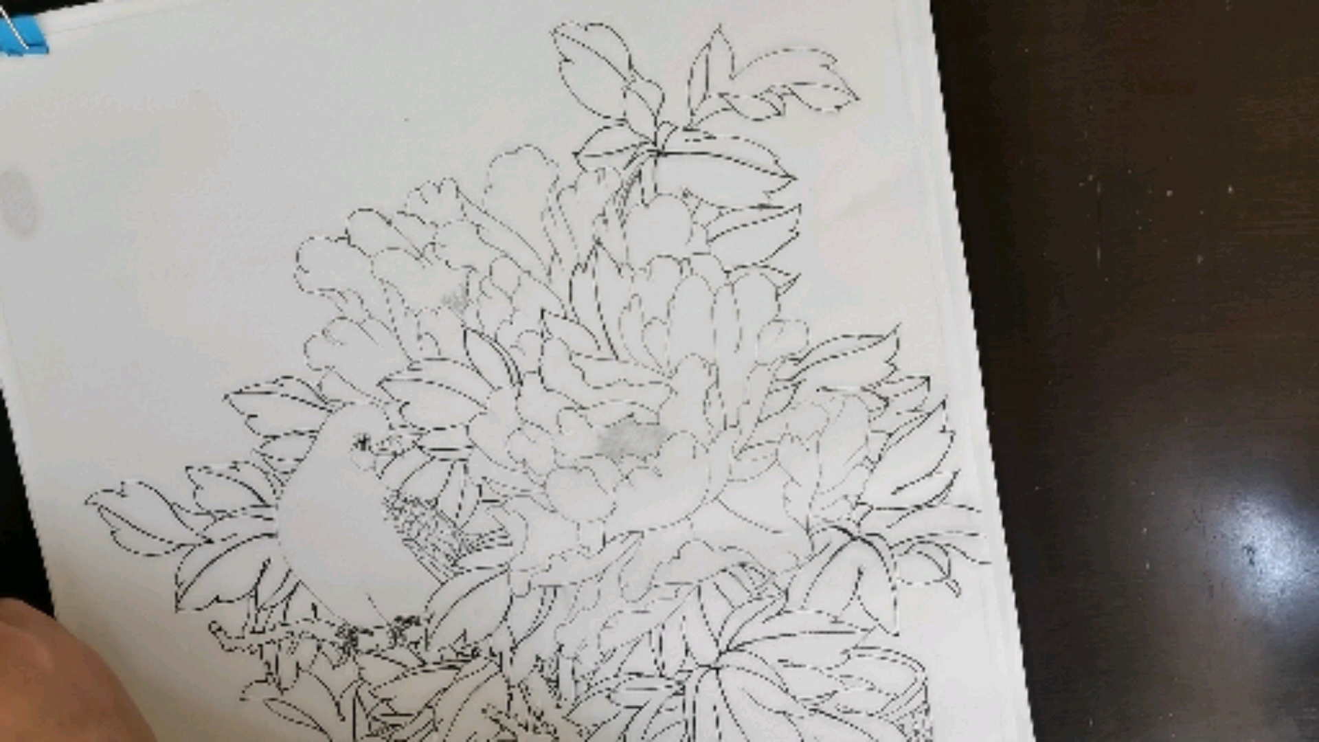 #绘画#牡丹白描勾线