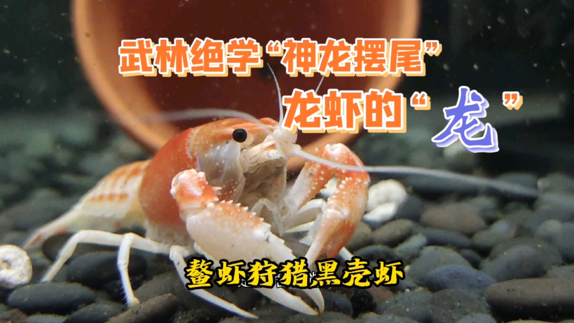 #记录生活#总说大鱼吃小鱼,见过大虾吃小虾吗?鳌虾捕食黑壳虾