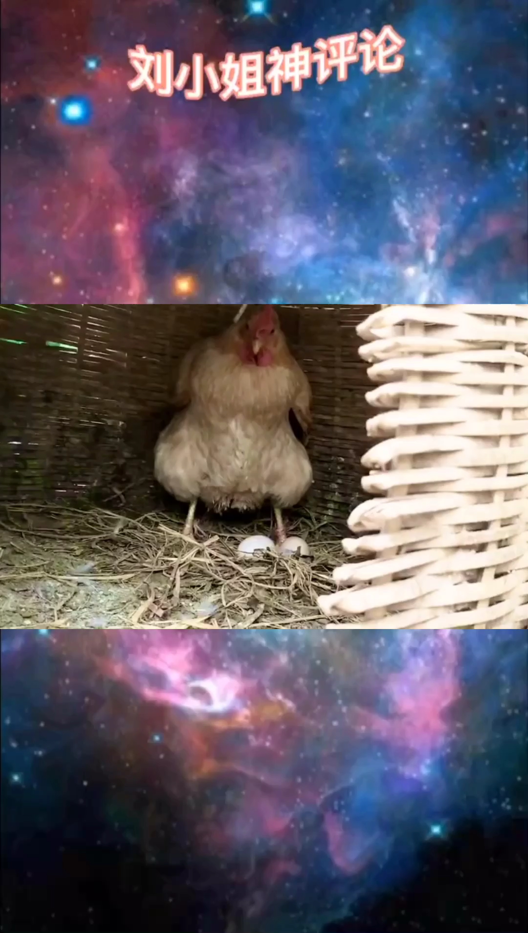 功夫鸡原来是真的