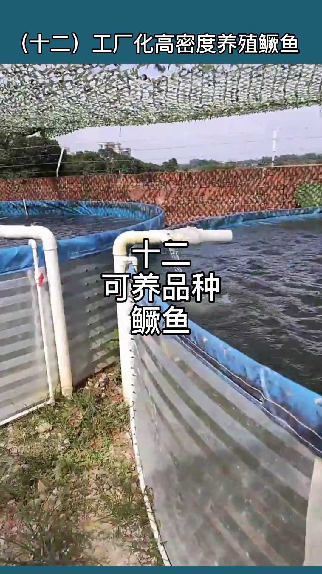 #鳜鱼养殖#工厂化高密度水产养殖,陆基高位池养殖鳜鱼