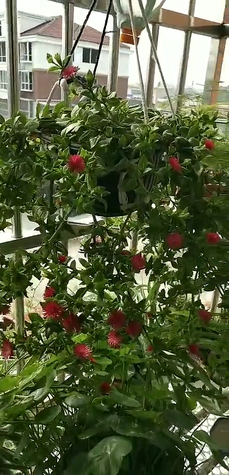 一根枝条扦插,养了半年的牡丹吊兰,天天为你绽放。无需精心养护