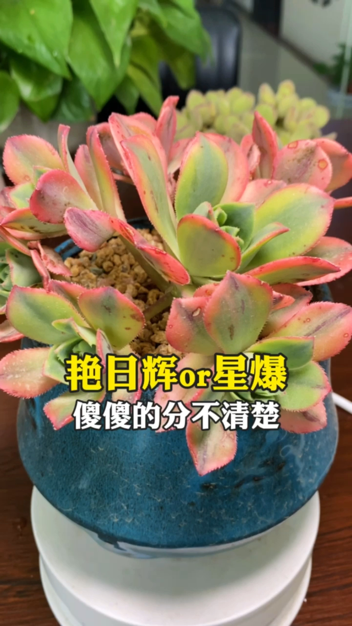 #有一种可爱叫多肉!#如何区分艳日辉多肉与星爆多肉