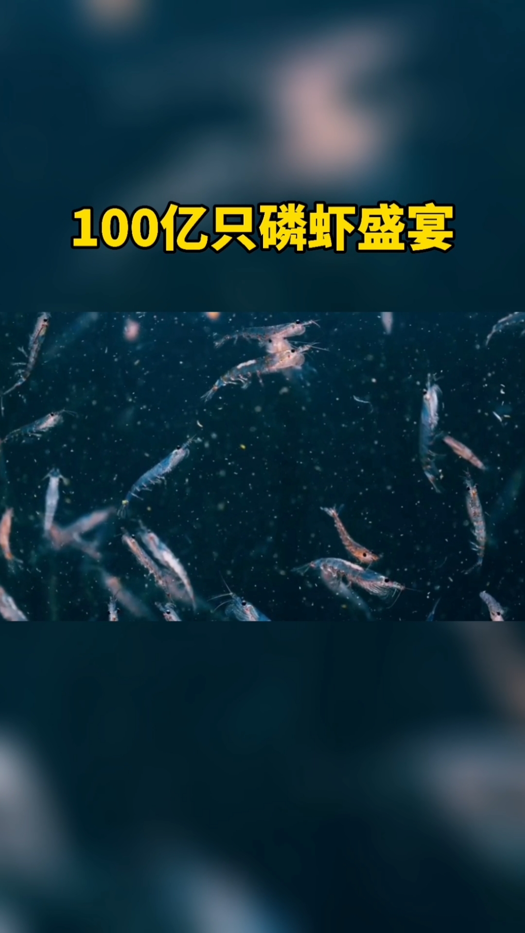 海洋生物的磷虾盛宴
