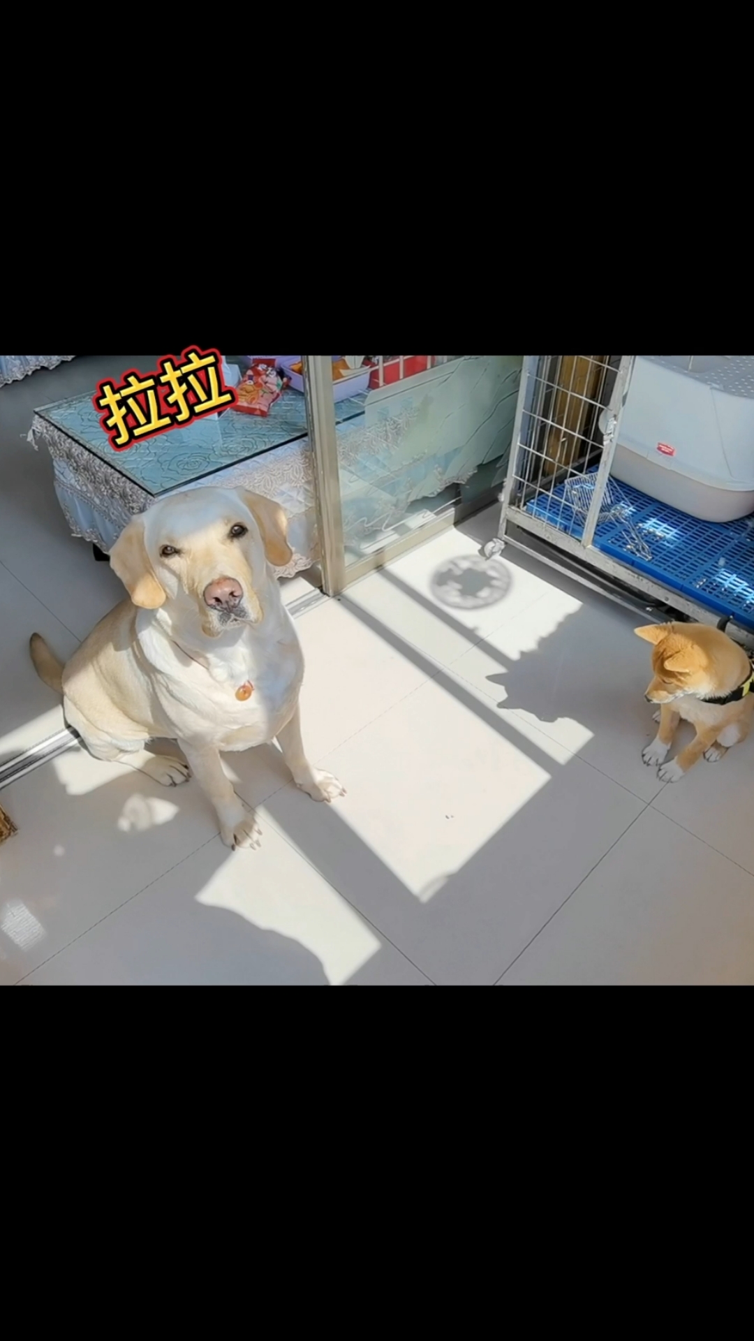 #狗#拉拉稀稀你们觉得这个名字怎样