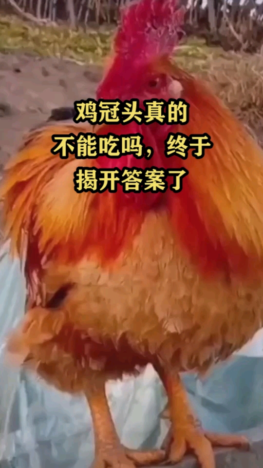 鸡冠头真的不能吃吗,终于揭开答案了