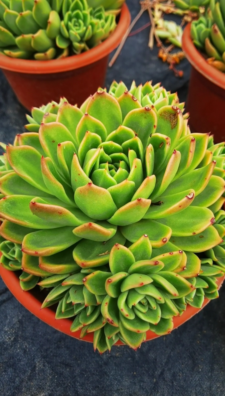 #云南多肉种植基地#玉杯东云群