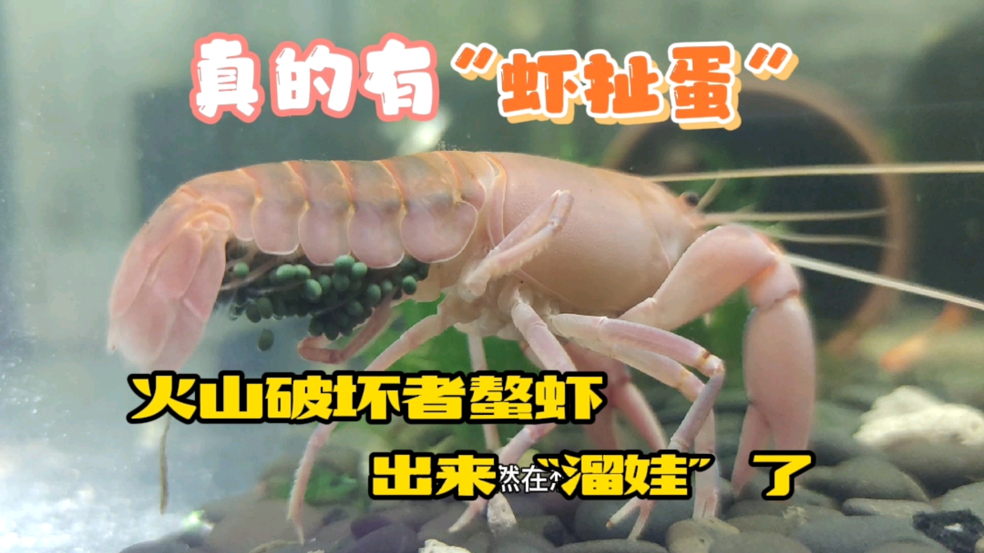 #记录生活#螯虾界的恩爱夫妻,母虾孵化宝宝,公虾负责护卫。火山破坏者螯虾