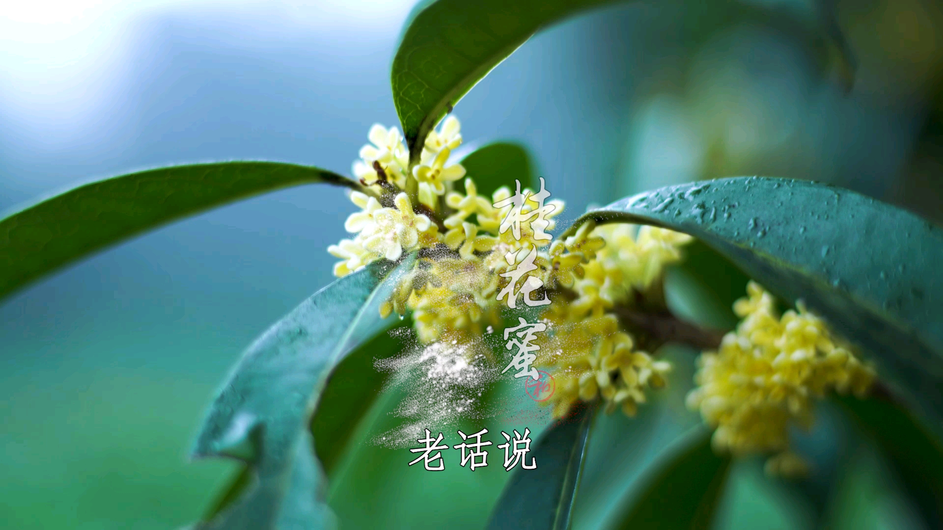 #美食#蜜炼桂花酱你做过吗？按此方法久放不坏，上至99下到刚会走的都喜欢！