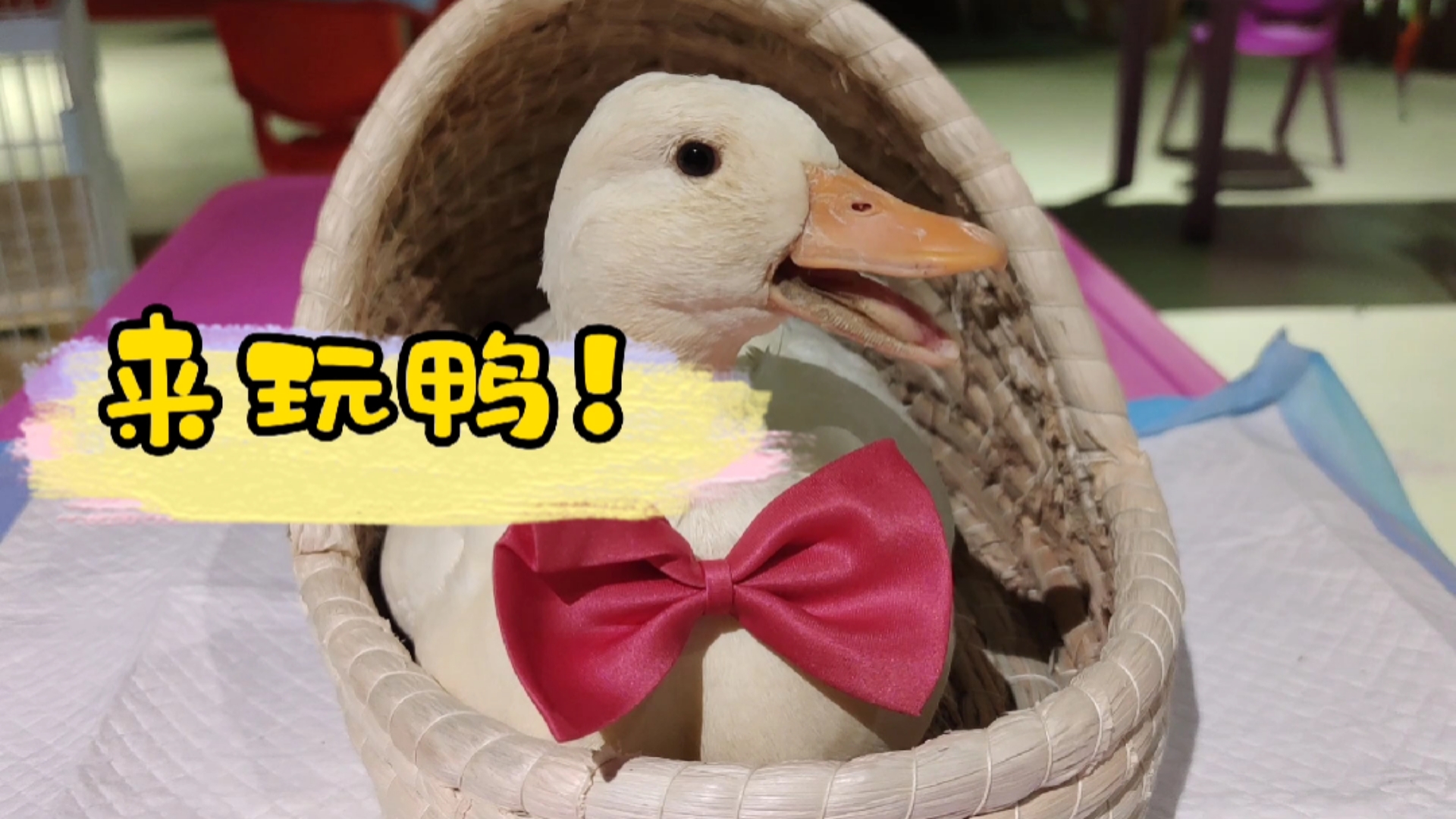 #神宠来袭#吸猫撸狗早已不是什么新鲜事,这次我们把手伸向了可爱的柯尔鸭!