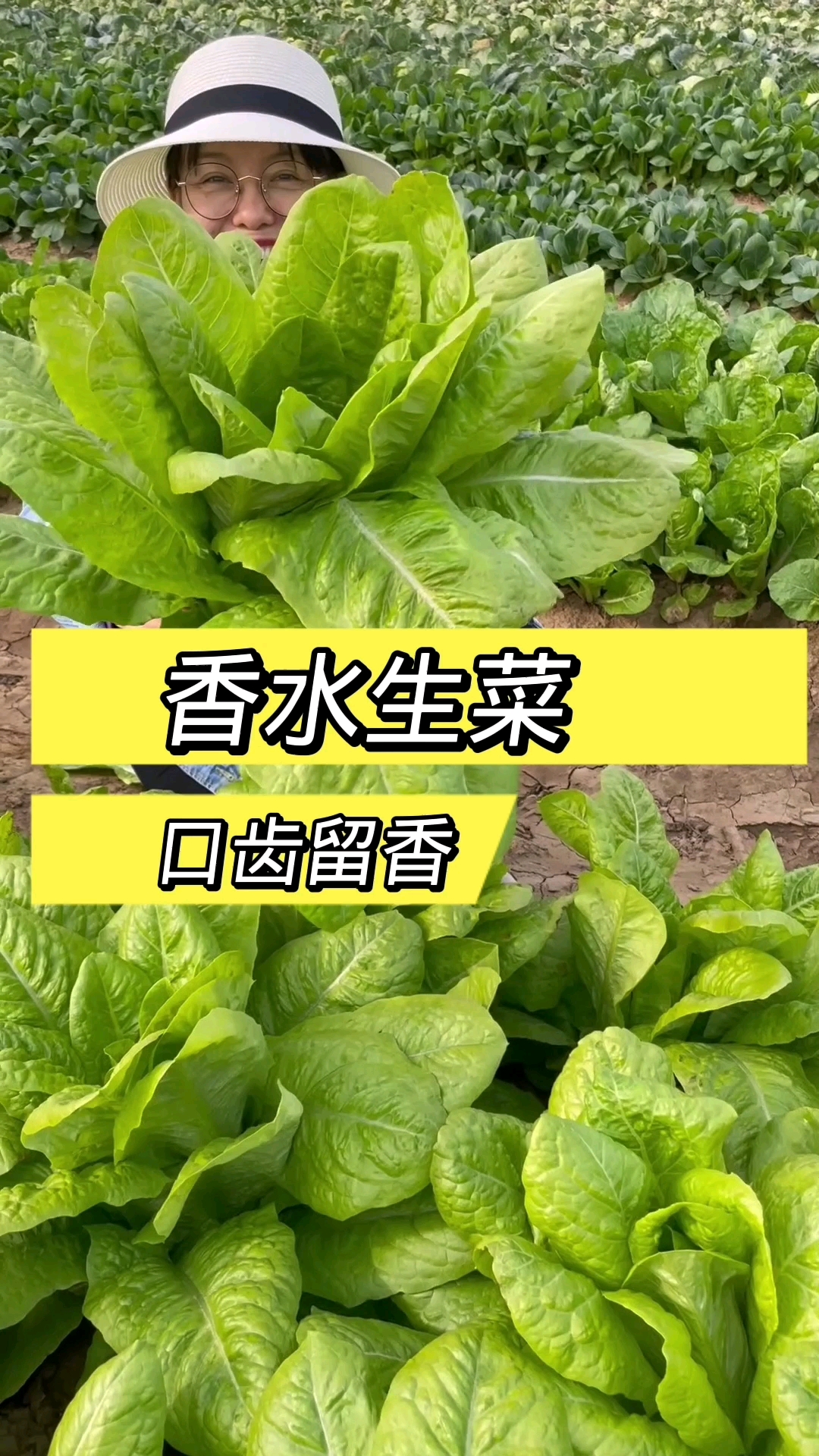 沙拉菜又叫香水生菜,吃完口齿留香,喜欢的话,你也种一些吧!