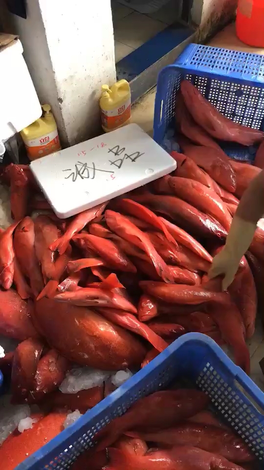 东星斑,石斑鱼,红石斑鱼