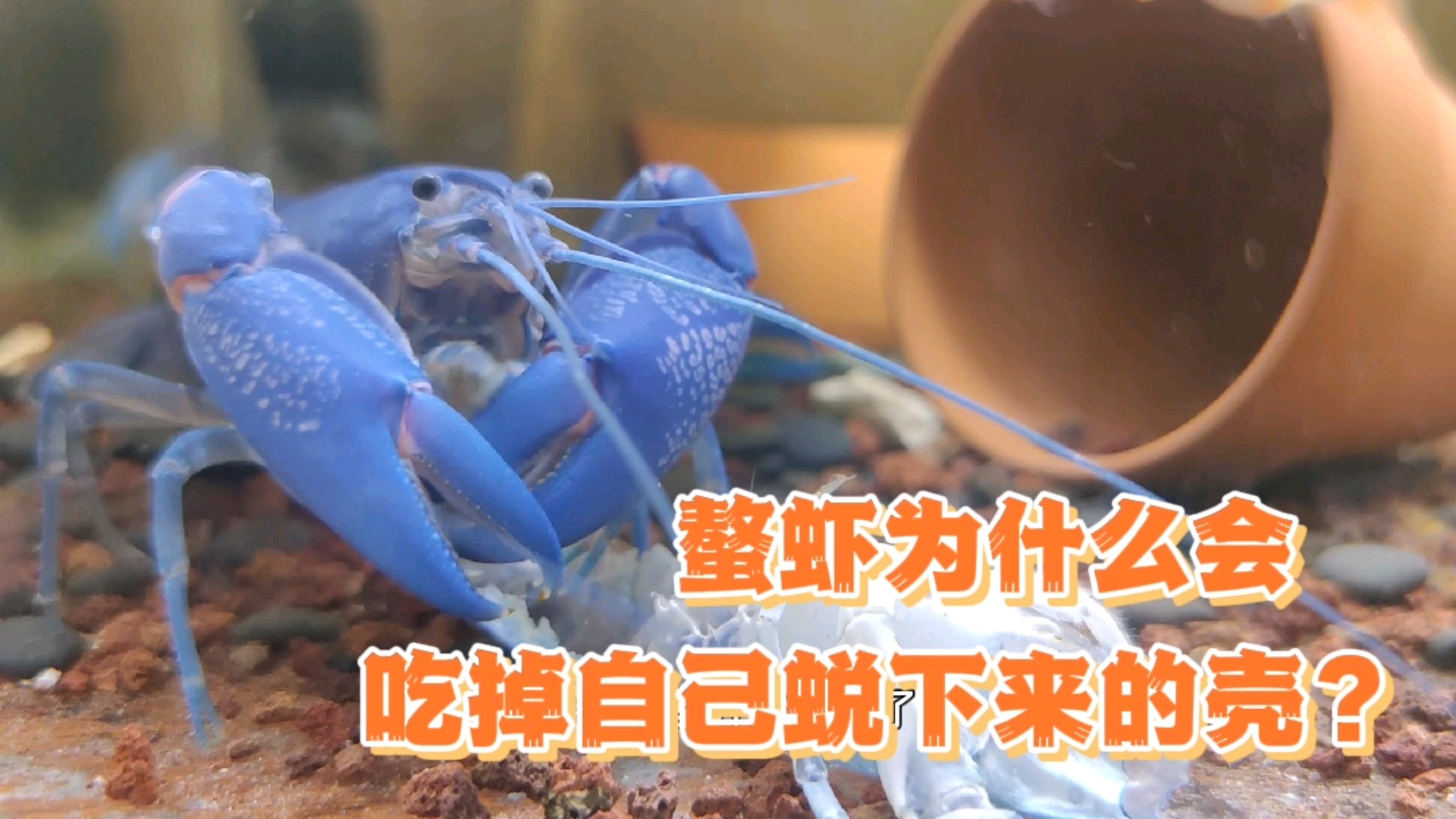 #记录生活#人工天空蓝魔虾，吃啥补啥以形补形，连螯虾都知道这个道理