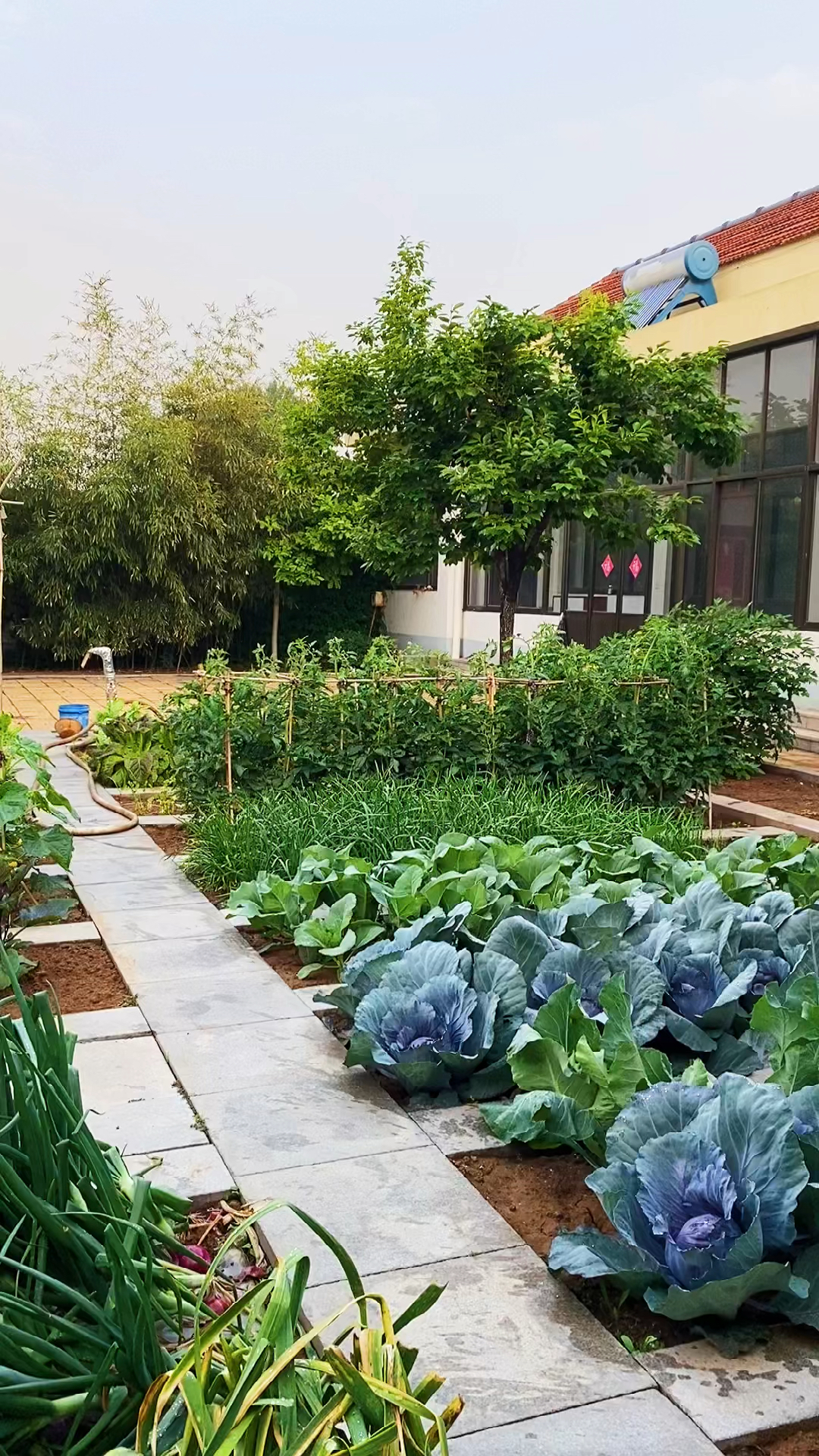 提篮摘菜乐,悠然见收获,收获劳动成果,享受田园生活