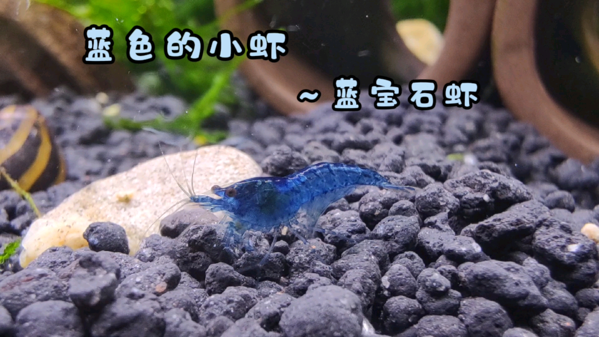 #观赏虾#大海是蓝色的，天空是蓝色的，就连我养的小虾也是蓝色的