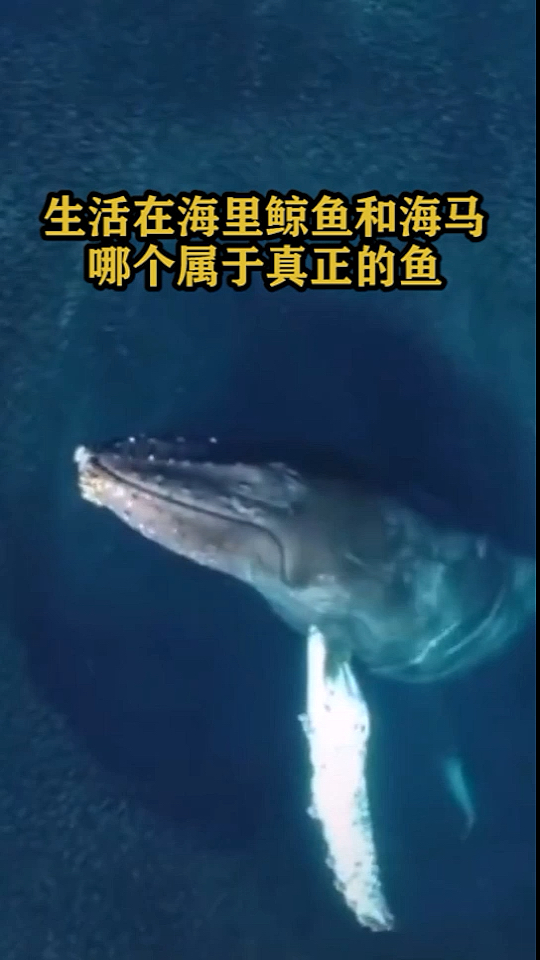 生活在海里的鲸鱼和海马,哪个属于真正的鱼?