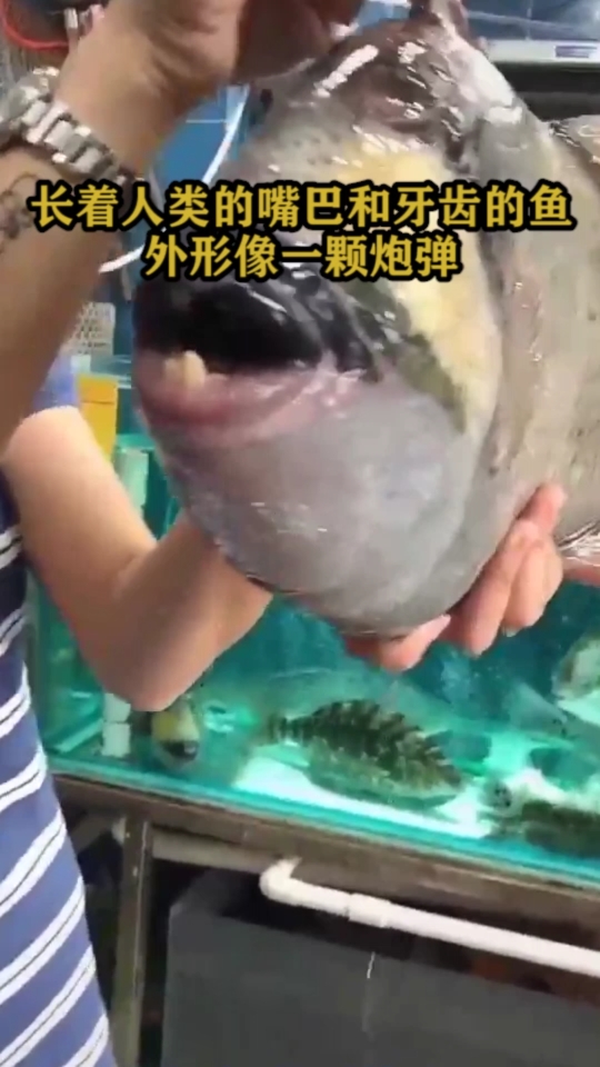 长着人类的嘴巴和牙齿的鱼外形像一颗炮弹