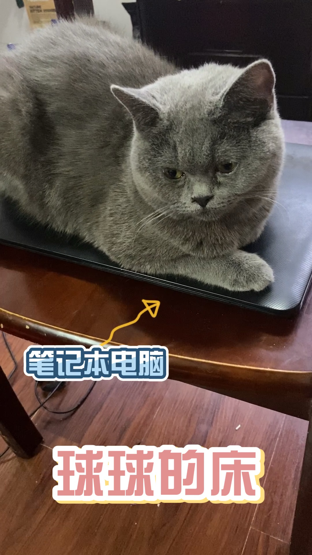 谁说球球没有床的,这不就是么