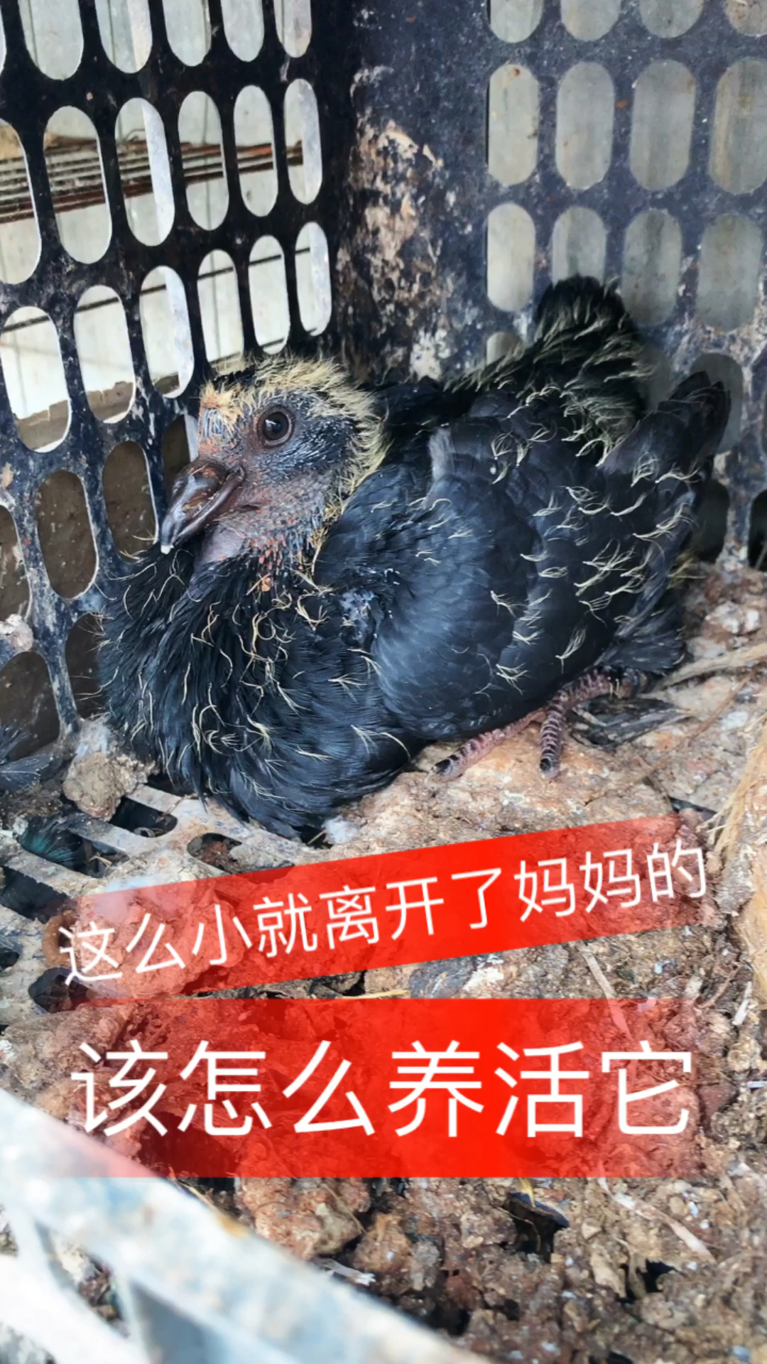 这么小就离开了妈妈该怎么养活它
