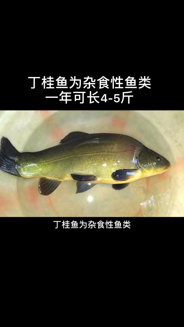 丁桂鱼一年可以涨4-5斤