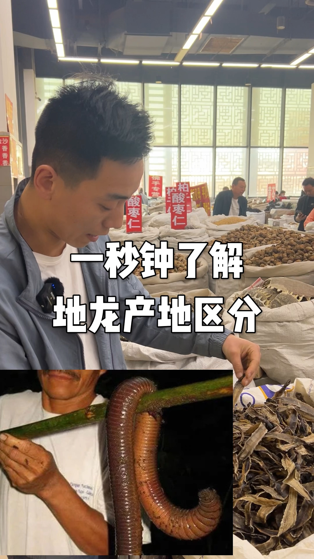 #三农#地龙产地区分，一分钟教你学会！