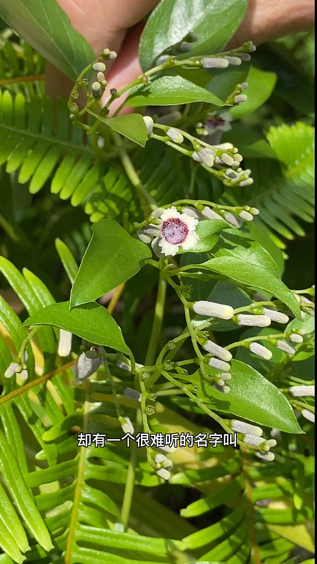#植物#闻着很臭,吃起来很香,鸡屎藤叶子还能做饼喔
