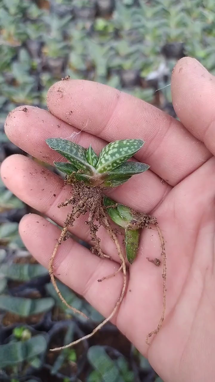 #分享养花经验#元宝一个特别漂亮的多肉植物