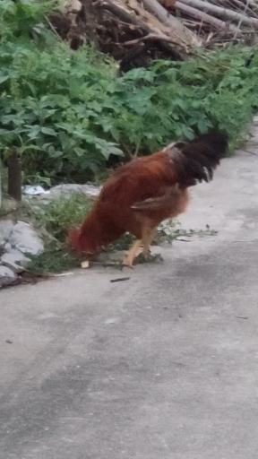 美丽的大公鸡