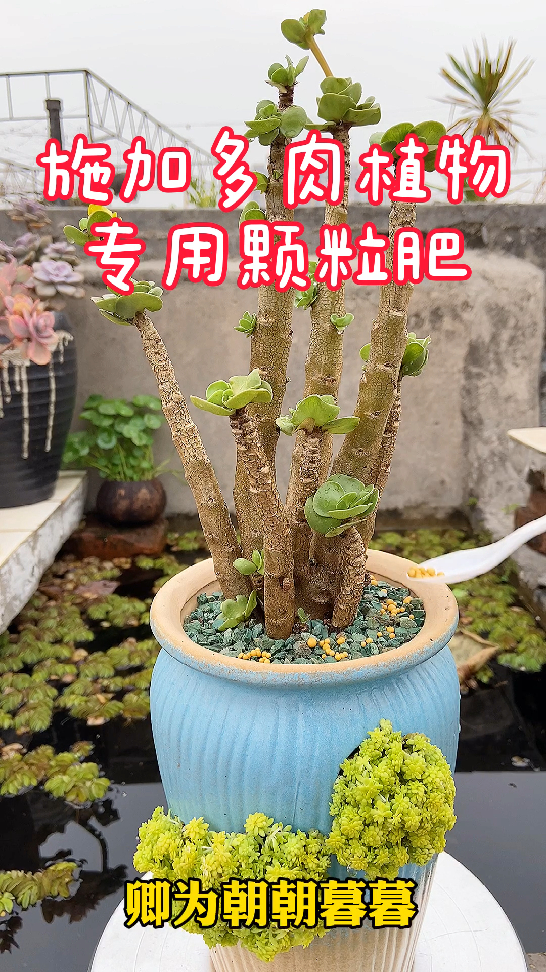 多肉植物创意盆栽