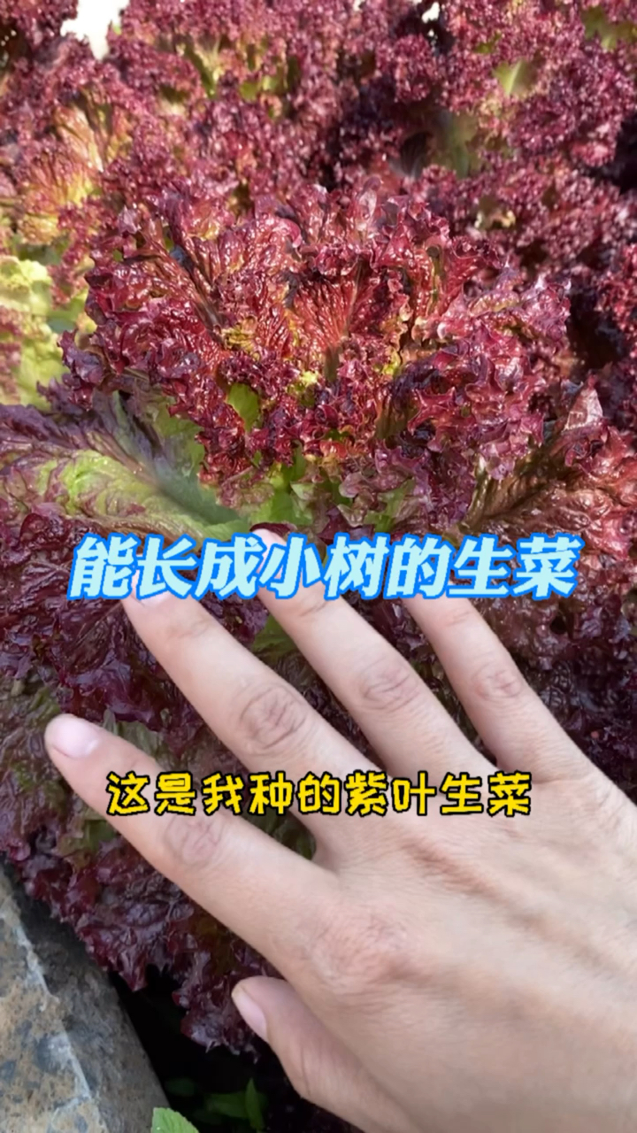 能长成小树的紫叶生菜!
