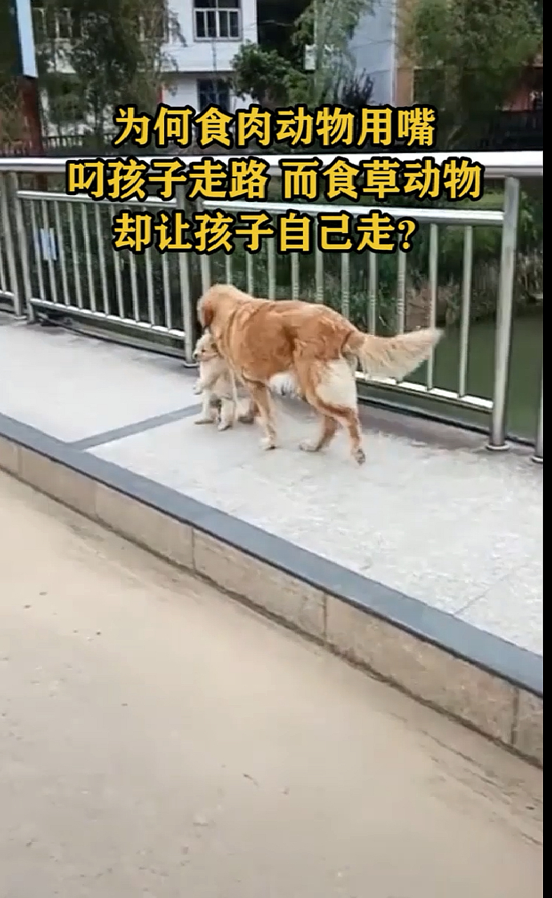 #奇闻趣事抢先看#为何食肉动物用嘴叼孩子走路而食草动物却让孩子自己走?