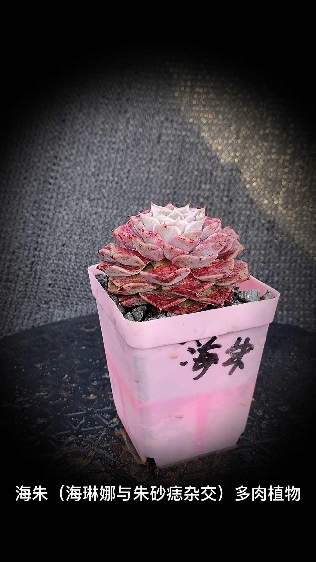 #有一种可爱叫多肉!#海朱(海琳娜与朱砂痣杂交)多肉植物:是景天科拟石莲花属多肉植物,属于