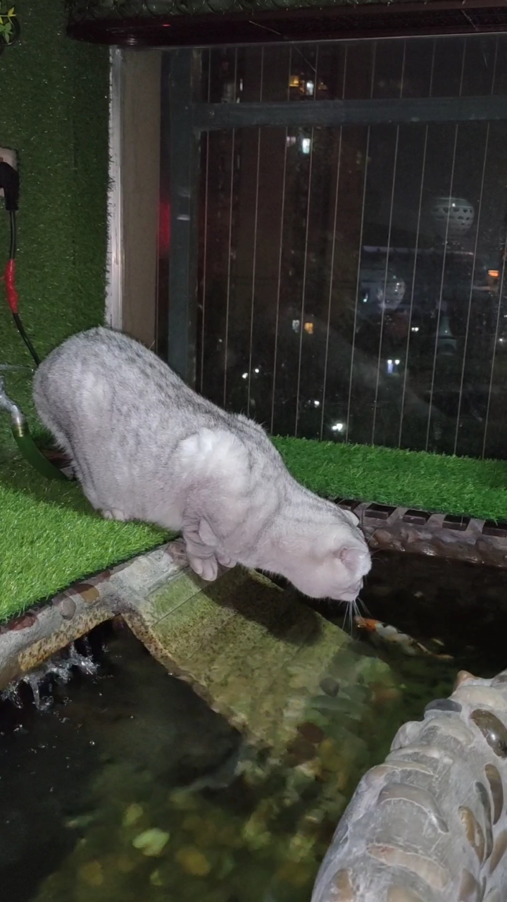 还真有不偷腥的猫~鱼儿游到嘴边了,却视而不见