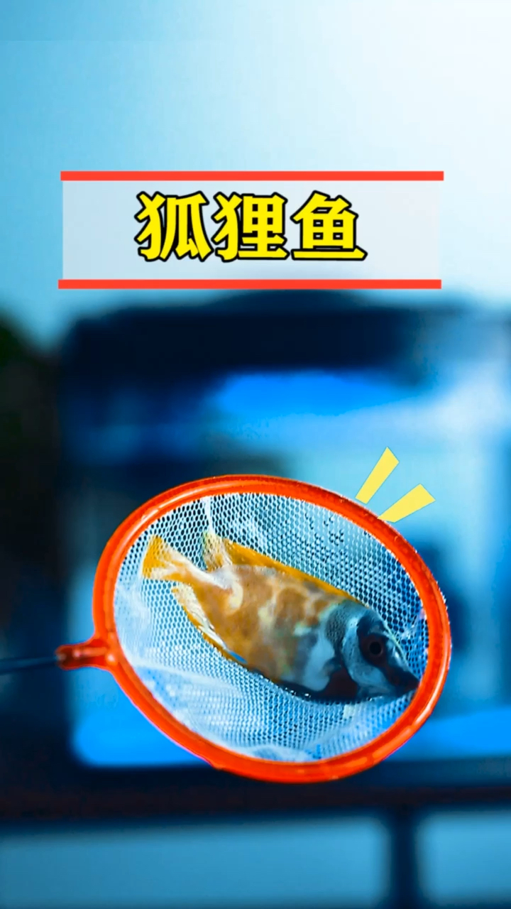 海水狐狸鱼,给它点个赞!#鱼缸##至尚水族馆#