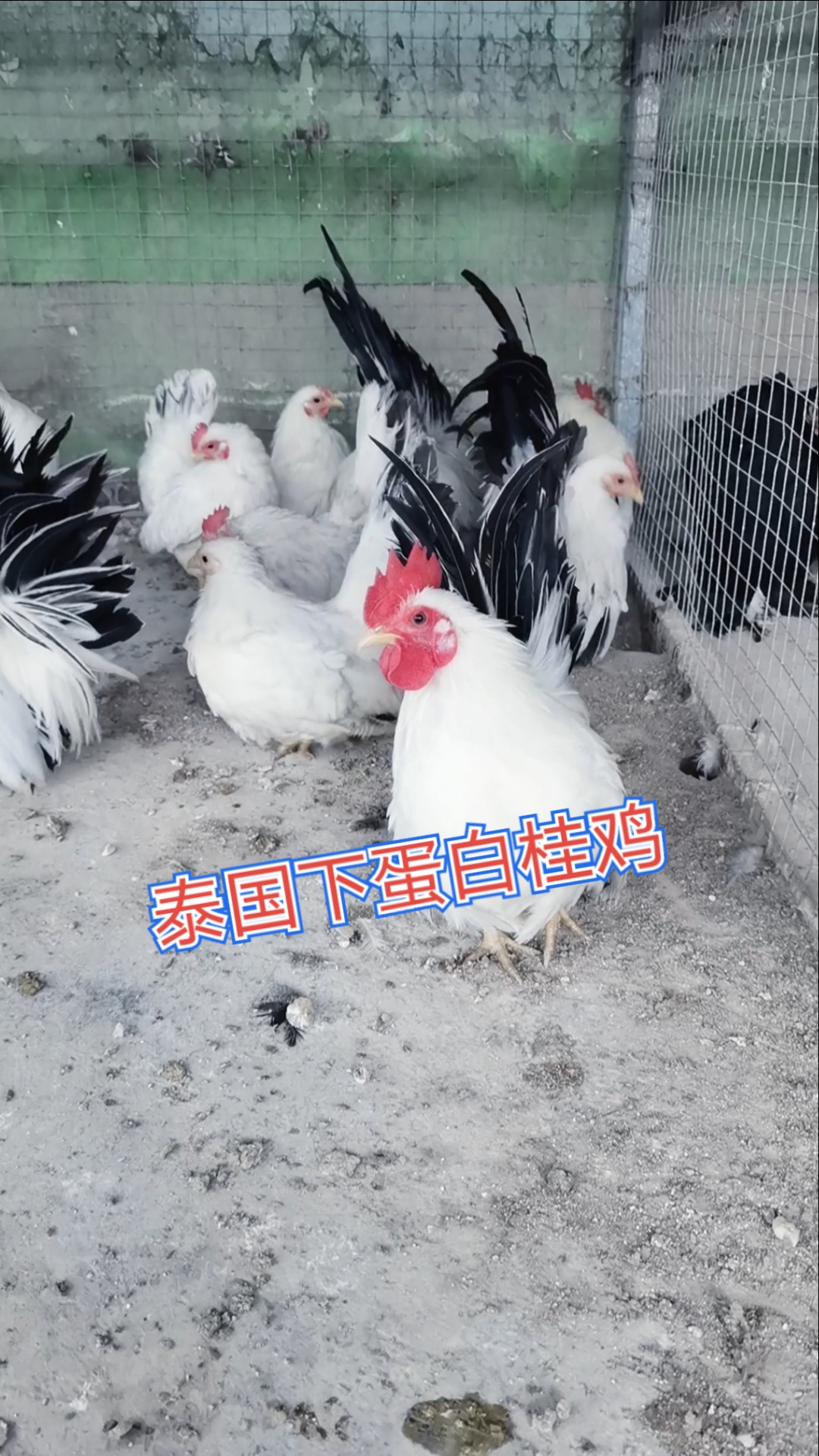 #下蛋白桂鸡#
