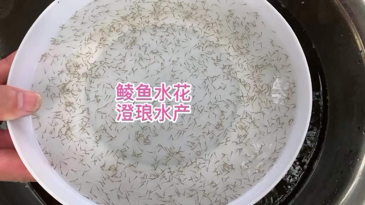 水花鱼苗水花苗鱼花鲫鱼水花草鱼水花白鲢花鲢青鱼武昌鱼翘嘴水花