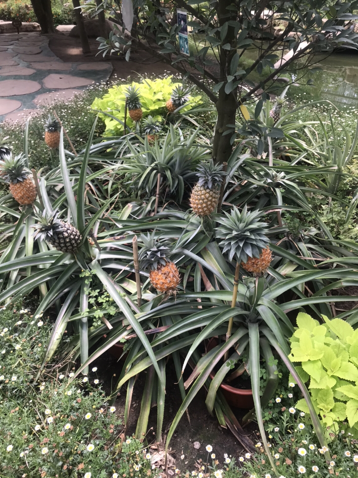 鸽子金鱼和水果
