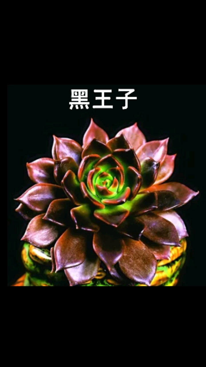 分享视频