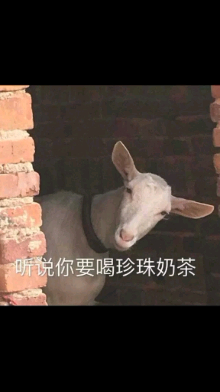 #喝不喝秋天的第一杯奶茶#听说你要喝奶茶
