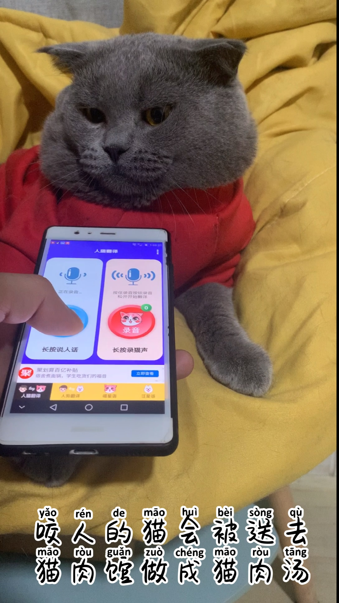 用人猫翻译器和猫对话