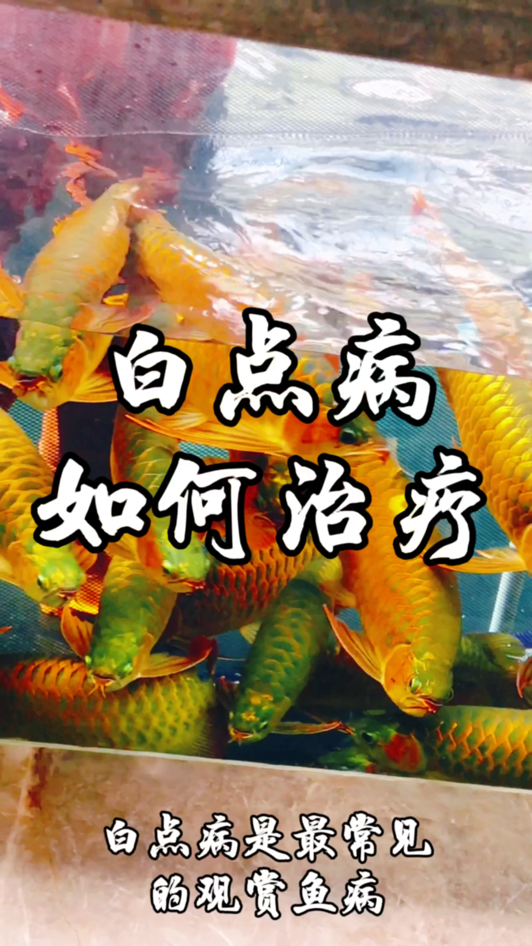 分享一下白点病和治疗方法