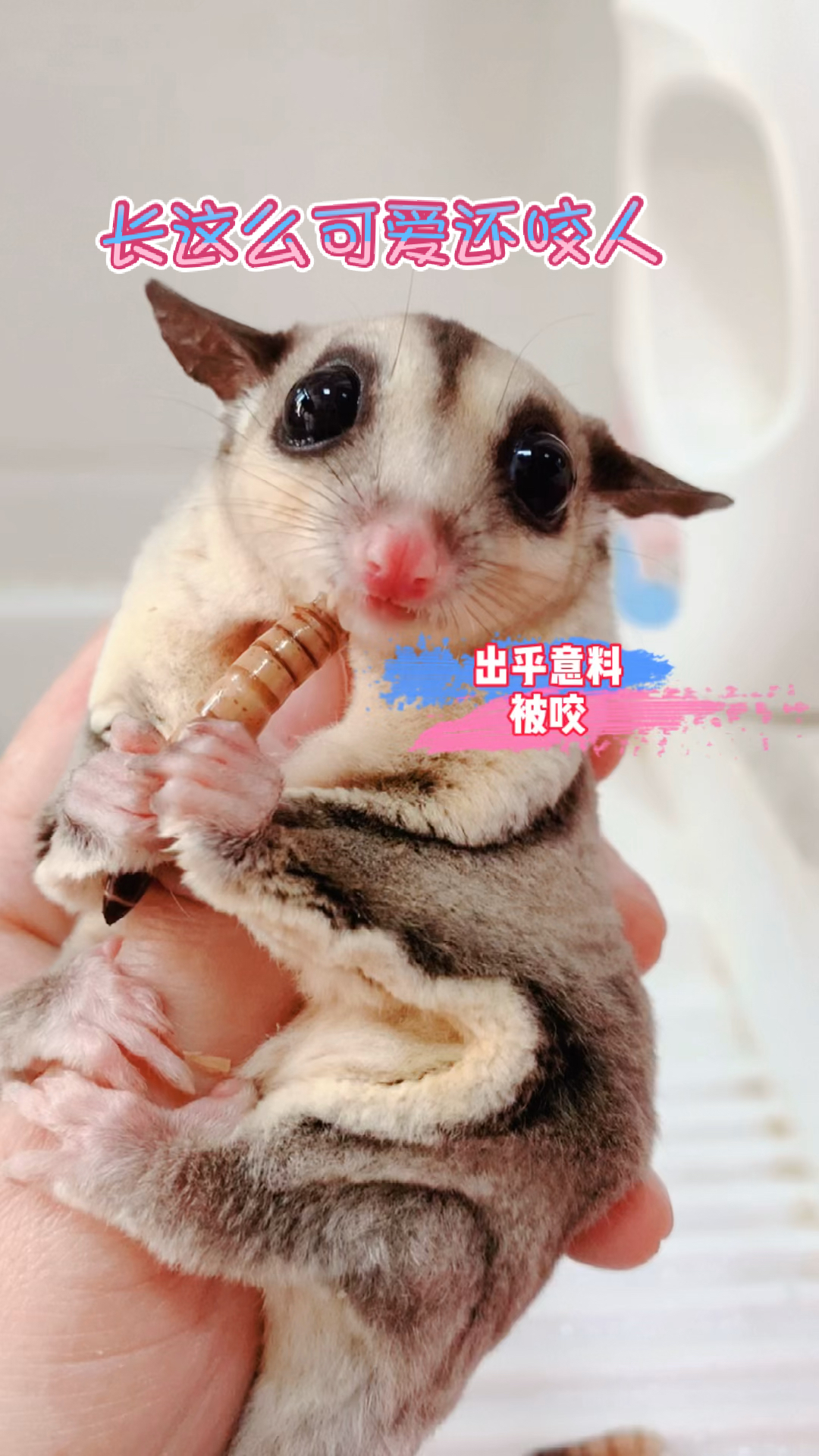 第一次被这样咬……也不知道它发什么疯……难道是把我手当成虫子了么……