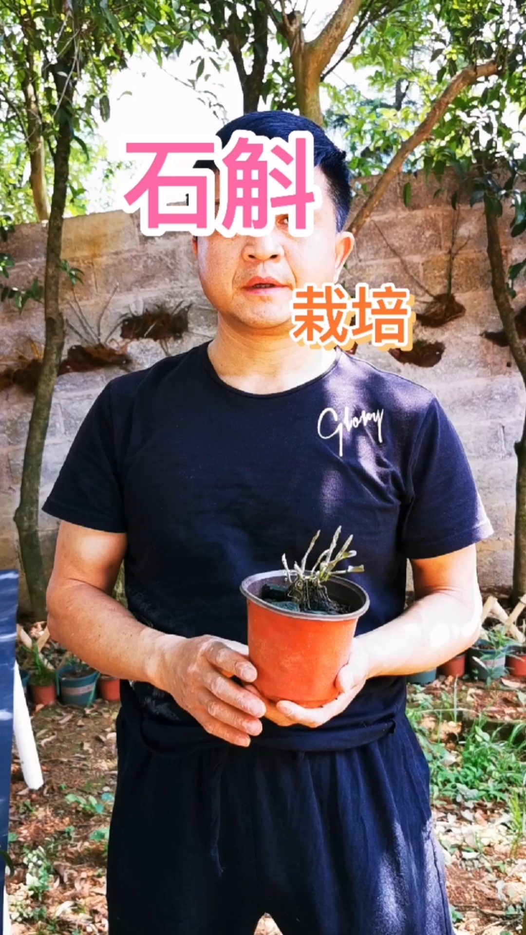 #石斛记#石斛好种,很多说石斛不好种的人都是把石斛淹死了,浇水浇死了