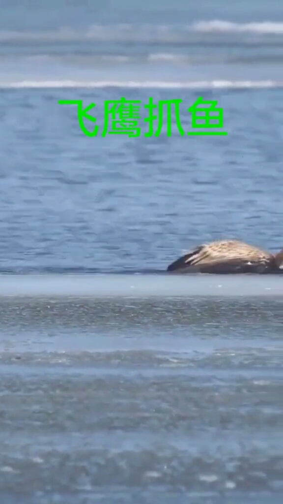 飞鹰抓鱼