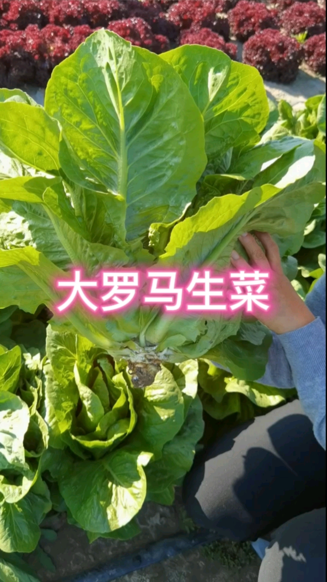 大罗马生菜